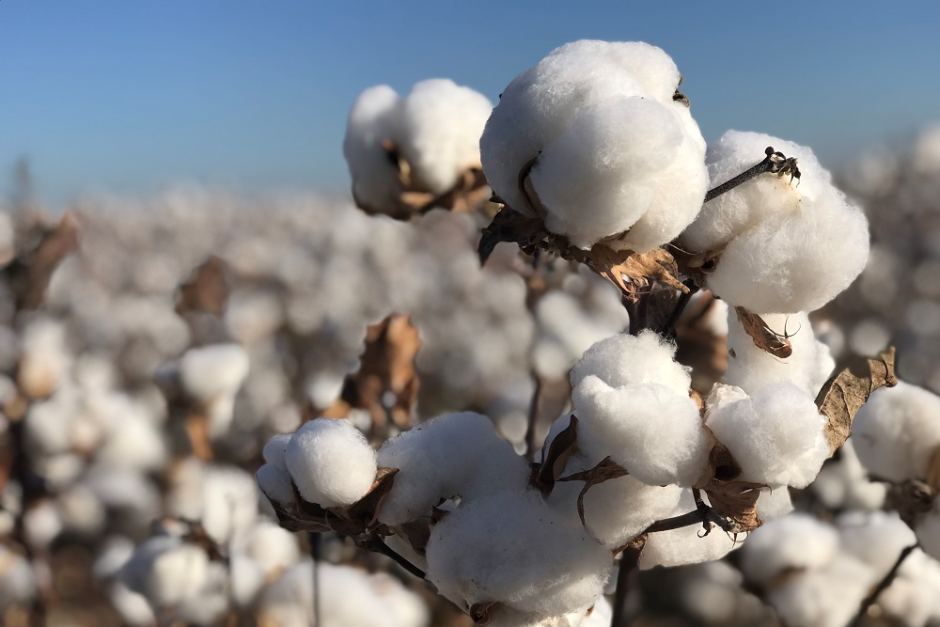 Growing cotton in the dryest continent … it’s a crime